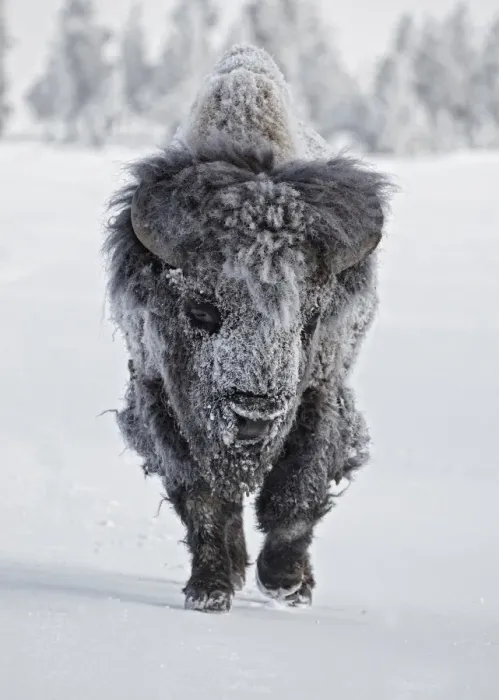 Framed Print : North American Bison (Bison bison) adult male, with coat covered in ice, walking on snow, Yellowstone N. P Framed Print : North American Bison (Bison bison) adult male, with coat covered in ice, walking on snow, Yellowstone N. P