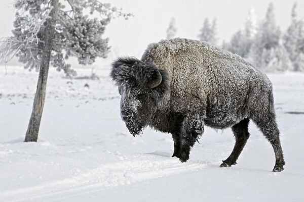 North American Bison (Bison bison) adult male, standing on snow covered road, Yellowstone N. P. Wyoming, U. S. A. february