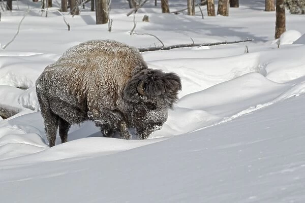 North American Bison (Bison bison) adult male, with coat covered in ice, walking in deep snow, Yellowstone N. P. Wyoming, U. S. A. february