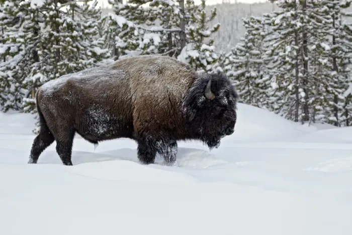 Framed Print : North American Bison (Bison bison) adult male, walking in snow, Yellowstone N. P. Wyoming, U. S. A. february Framed Print : North American Bison (Bison bison) adult male, walking in snow, Yellowstone N. P. Wyoming, U. S. A. february