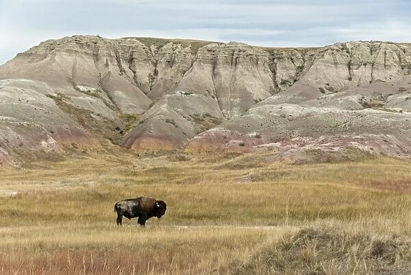 North American Bison (Bison bison) adult male, standing in prairie habitat, Sage Creek Wilderness, Badlands N. P, South Dakota, U. S. A. september