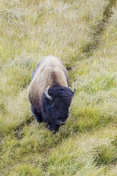 North American Bison (Bison bison) adult male, following trail through grassland, Yellowstone N. P. Wyoming, U. S. A