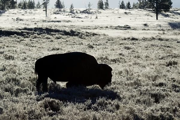 North American Bison (Bison bison) adult male, backlit in early morning frost, Yellowstone N. P. Wyoming, U. S. A