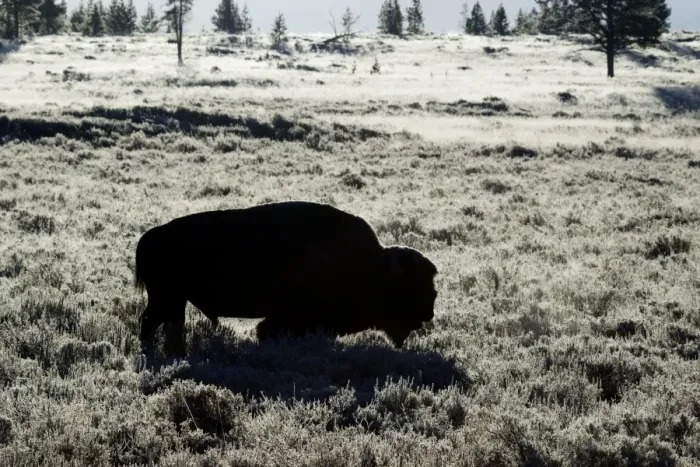 Framed Print : North American Bison (Bison bison) adult male, backlit in early morning frost, Yellowstone N. P. Wyoming, U. S. A Framed Print : North American Bison (Bison bison) adult male, backlit in early morning frost, Yellowstone N. P. Wyoming, U. S. A