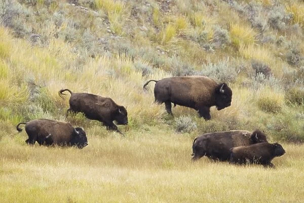 North American Bison (Bison bison) adult male, female, immatures and calf, running in river valley floor
