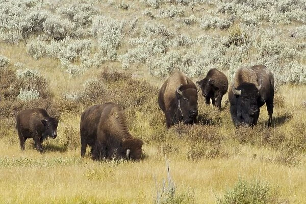 North American Bison (Bison bison) adult male, females and calves, grazing, one wearing radio transmitter collar