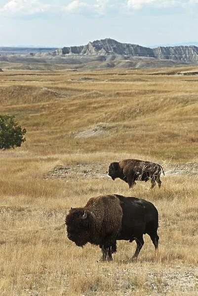 North American Bison (Bison bison) two adult males, standing in prairie habitat, Sage Creek Wilderness, Badlands N. P, South Dakota, U. S. A. september