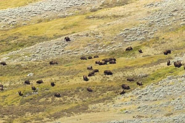 North American Bison (Bison bison) adult males, females and calves, herd grazing on hillside habitat, Yellowstone N. P