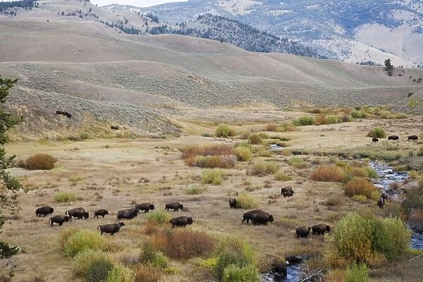 North American Bison (Bison bison) adult males, females and calves, herd crossing river valley habitat