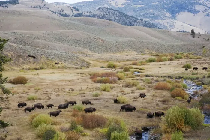Framed Print : North American Bison (Bison bison) adult males, females and calves, herd crossing river valley habitat Framed Print : North American Bison (Bison bison) adult males, females and calves, herd crossing river valley habitat