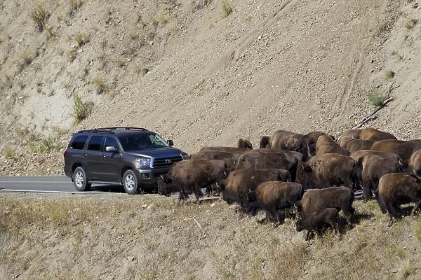 North American Bison (Bison bison) adult males, females and calves, herd on road causing traffic jam, Yellowstone N. P