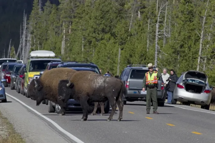 Framed Print : North American Bison (Bison bison) two adult males, standing on road causing traffic jam