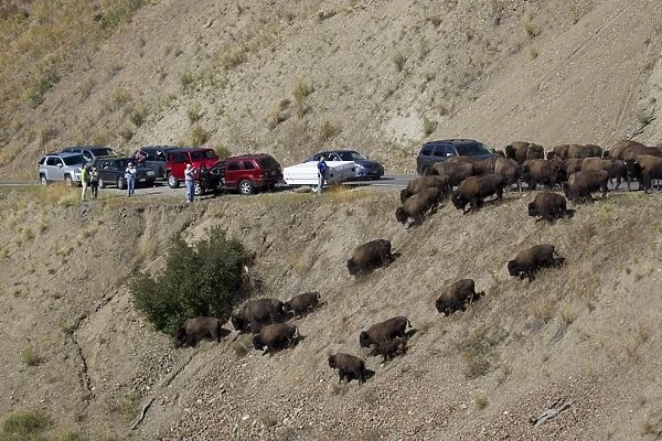 North American Bison (Bison bison) adult males, females and calves, herd on road causing traffic jam, Yellowstone N. P