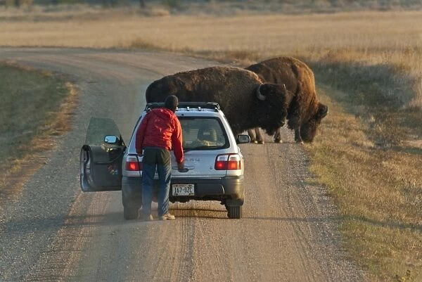 North American Bison (Bison bison) two adults, standing on track near person outside car, Sage Creek Wilderness, Badlands N. P, South Dakota, U. S. A. september
