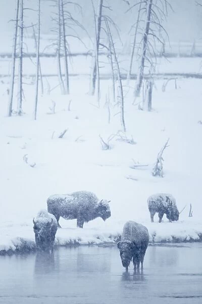North American Bison (Bison bison) four adults, standing in snow covered habitat during heavy blizzard