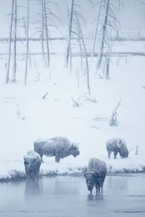 Framed Print : North American Bison (Bison bison) four adults, standing in snow covered habitat during heavy blizzard