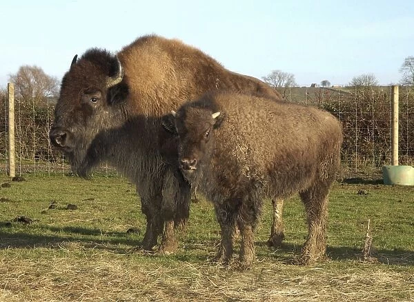 North American Bison (Bison bison) cow with calf, farmed for meat, standing in pasture, Melton Mowbray, Leicestershire, England