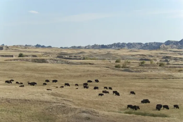 Framed Print : North American Bison (Bison bison) herd, grazing in prairie habitat, Sage Creek Wilderness, Badlands N. P, South Dakota, U. S. A. september Framed Print : North American Bison (Bison bison) herd, grazing in prairie habitat, Sage Creek Wilderness, Badlands N. P, South Dakota, U. S. A. september