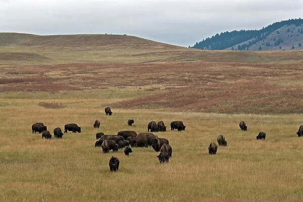 North American Bison (Bison bison) herd, grazing in hilly prairie habitat, Wind Cave N. P