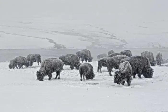 Framed Print : North American Bison (Bison bison) herd, feeding in snow, Yellowstone N. P. Wyoming, U. S. A. february Framed Print : North American Bison (Bison bison) herd, feeding in snow, Yellowstone N. P. Wyoming, U. S. A. february