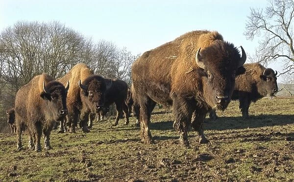 North American Bison (Bison bison) herd, farmed for meat, standing in pasture, Melton Mowbray, Leicestershire, England