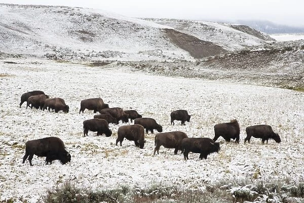 North American Bison (Bison bison) herd, feeding in snow covered habitat, Hayden Valley, Yellowstone N. P