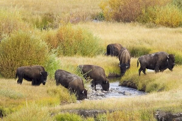 North American Bison (Bison bison) herd, drinking from river in river valley, one wearing radio transmitter collar