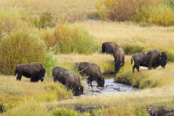 Framed Print : North American Bison (Bison bison) herd, drinking from river in river valley, one wearing radio transmitter collar Framed Print : North American Bison (Bison bison) herd, drinking from river in river valley, one wearing radio transmitter collar