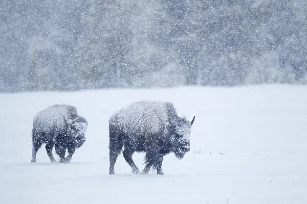 North American Bison (Bison bison) two immatures, walking in deep snow during heavy blizzard, Upper Geyser Basin area