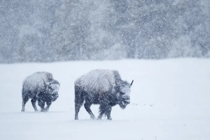 Framed Print : North American Bison (Bison bison) two immatures, walking in deep snow during heavy blizzard, Upper Geyser Basin area
