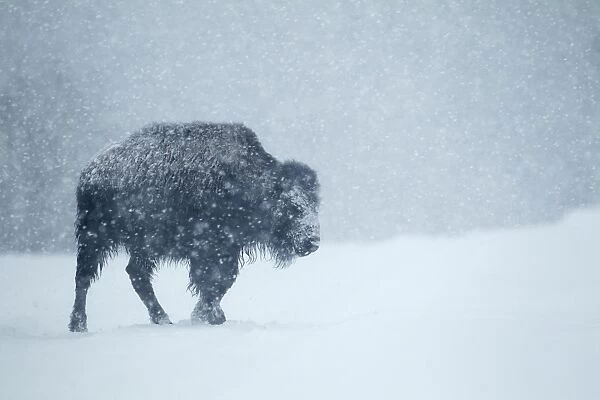 North American Bison (Bison bison) young, walking on snow during heavy blizzard, Upper Geyser Basin area