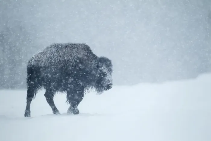 Framed Print : North American Bison (Bison bison) young, walking on snow during heavy blizzard, Upper Geyser Basin area