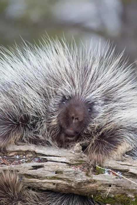 Framed Print : North American Porcupine (Erethizon dorsatum) adult, climbing on branch, Montana, U. S. A. january (captive)