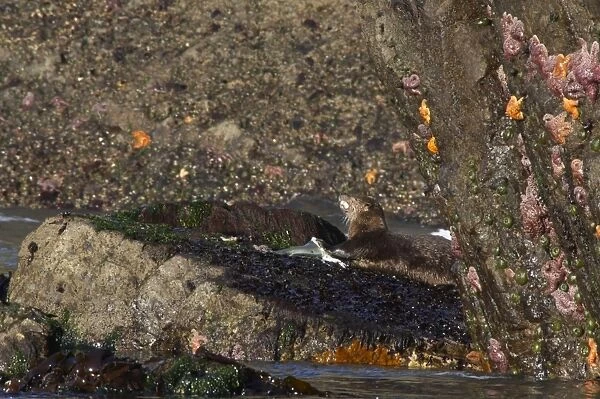 North American River Otter (Lontra canadensis) adult, feeding on fish, on coastal rocks with starfish, Second Beach, Olympic N. P. Washington State, U. S. A