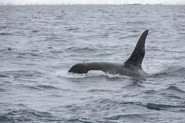 North Atlantic Killer Whale (Orcinus orca) adult male, swimming at surface, Grundarfjordur, Snaefellsnes, Vesturland