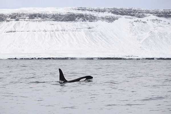 North Atlantic Killer Whale (Orcinus orca) adult, swimming at surface, Grundarfjordur, Snaefellsnes, Vesturland
