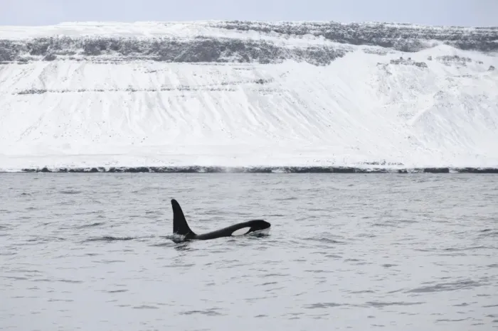 Framed Print : North Atlantic Killer Whale (Orcinus orca) adult, swimming at surface, Grundarfjordur, Snaefellsnes, Vesturland Framed Print : North Atlantic Killer Whale (Orcinus orca) adult, swimming at surface, Grundarfjordur, Snaefellsnes, Vesturland
