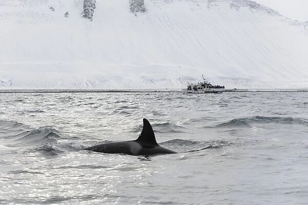 North Atlantic Killer Whale (Orcinus orca) adult, swimming at surface, with whalewatching boat in background