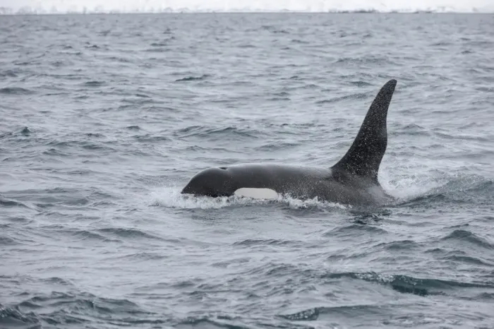 Framed Print : North Atlantic Killer Whale (Orcinus orca) adult male, swimming at surface, Grundarfjordur, Snaefellsnes, Vesturland Framed Print : North Atlantic Killer Whale (Orcinus orca) adult male, swimming at surface, Grundarfjordur, Snaefellsnes, Vesturland