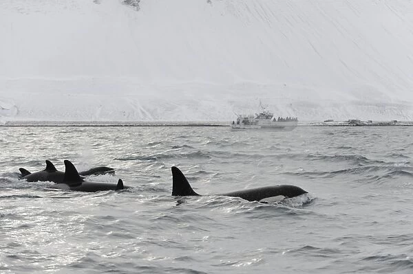 North Atlantic Killer Whale (Orcinus orca) pod, swimming at surface, with whalewatching boat in background