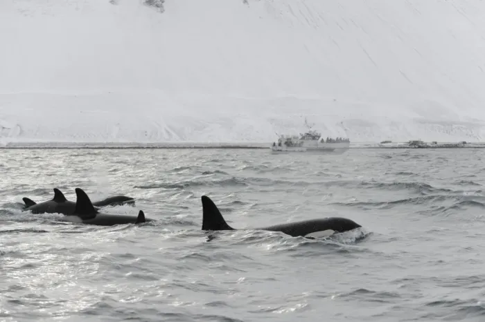 Framed Print : North Atlantic Killer Whale (Orcinus orca) pod, swimming at surface, with whalewatching boat in background Framed Print : North Atlantic Killer Whale (Orcinus orca) pod, swimming at surface, with whalewatching boat in background