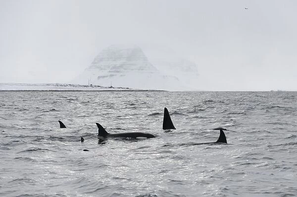 North Atlantic Killer Whale (Orcinus orca) pod, swimming at surface, Grundarfjordur, Snaefellsnes, Vesturland, Iceland