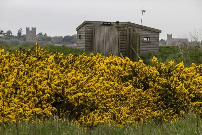 Framed Print : North Hide on Havergate Island looking towards Orford Castle and Church with flowering gorse bush in foreground Framed Print : North Hide on Havergate Island looking towards Orford Castle and Church with flowering gorse bush in foreground