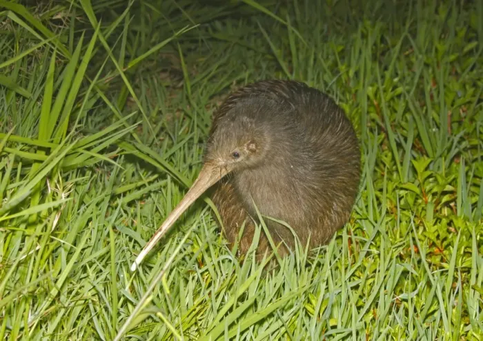 Framed Print : North Island Brown Kiwi (Apteryx mantelli) adult, standing in grass at night, New Zealand, november Framed Print : North Island Brown Kiwi (Apteryx mantelli) adult, standing in grass at night, New Zealand, november