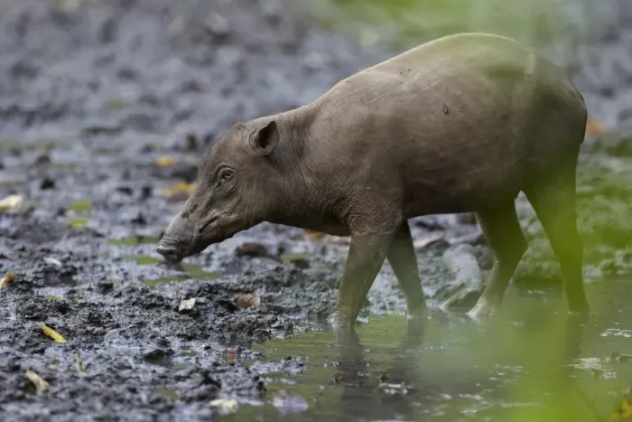 Framed Print : North Sulawesi Babirusa (Babyrousa celebensis) adult female, walking in mud at salt lick, Nantu Reserve, Sulawesi, Indonesia Framed Print : North Sulawesi Babirusa (Babyrousa celebensis) adult female, walking in mud at salt lick, Nantu Reserve, Sulawesi, Indonesia