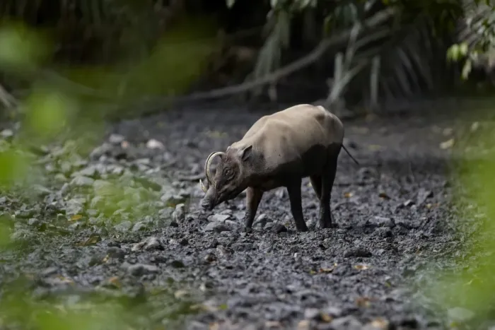 Framed Print : North Sulawesi Babirusa (Babyrousa celebensis) adult male, walking in mud at salt lick, Nantu Reserve, Sulawesi, Indonesia