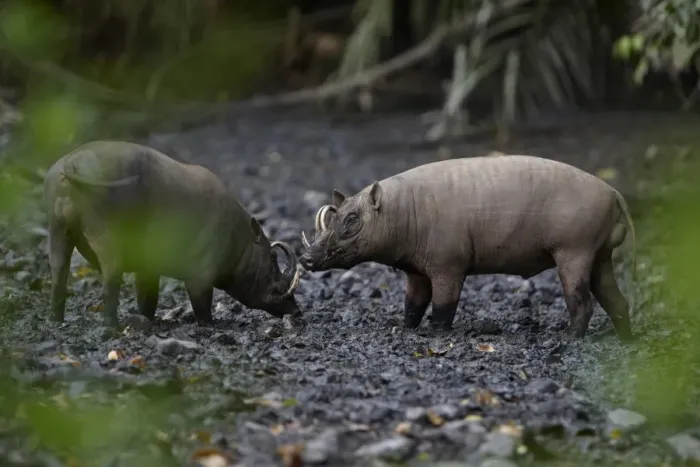 Framed Print : North Sulawesi Babirusa (Babyrousa celebensis) two adult males, facing each other, standing in mud at salt lick, Nantu Reserve, Sulawesi, Indonesia Framed Print : North Sulawesi Babirusa (Babyrousa celebensis) two adult males, facing each other, standing in mud at salt lick, Nantu Reserve, Sulawesi, Indonesia