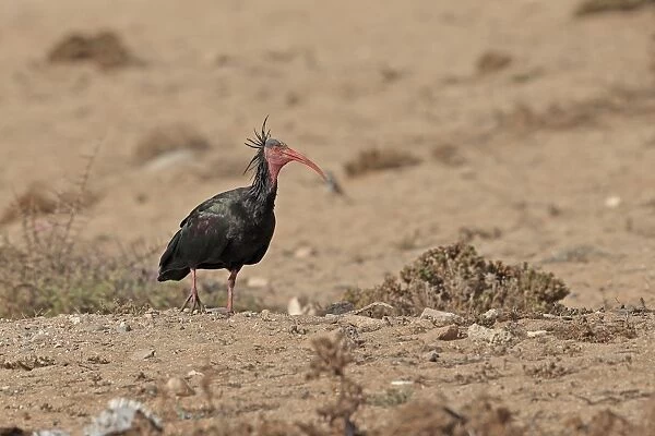 Northern Bald Ibis (Geronticus eremita) adult, walking in desert, Morocco, November