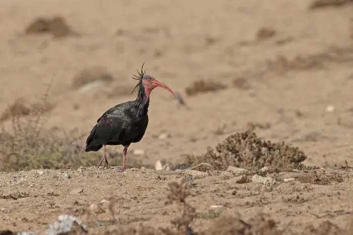Framed Print : Northern Bald Ibis (Geronticus eremita) adult, walking in desert, Morocco, November Framed Print : Northern Bald Ibis (Geronticus eremita) adult, walking in desert, Morocco, November