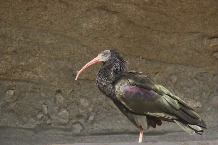 Framed Print : Northern Bald Ibis (Geronticus eremita) adult, standing, Apenheul (captive) Framed Print : Northern Bald Ibis (Geronticus eremita) adult, standing, Apenheul (captive)